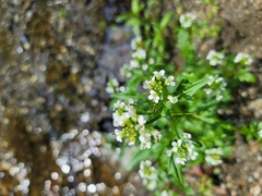 Cardamine breweri