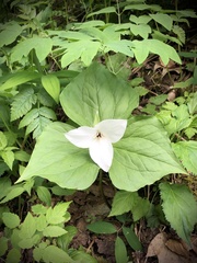 Trillium simile