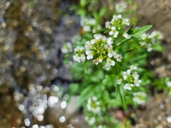 Cardamine breweri