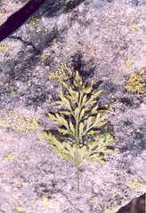 Cryptogramma cascadensis