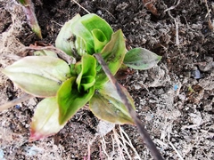Plantago major