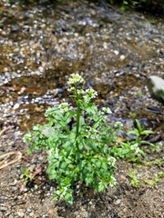 Cardamine breweri