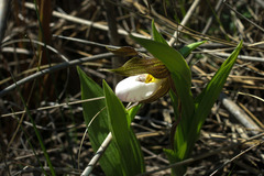 Cypripedium candidum