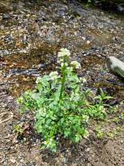 Cardamine breweri