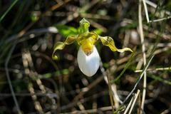 Cypripedium candidum