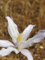 Brodiaea sierrae
