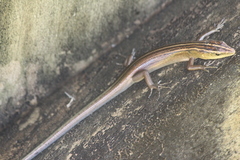 Emoia cyanura