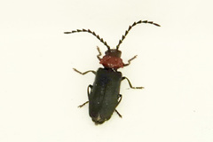 Ditemnus bidentatus