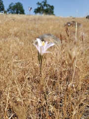 Brodiaea sierrae