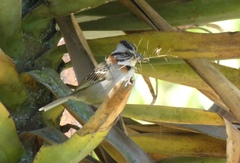 Zonotrichia capensis