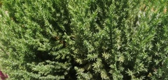 Cupressoideae