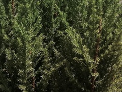 Cupressoideae