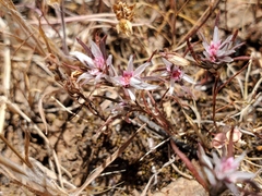 Polygonum bidwelliae
