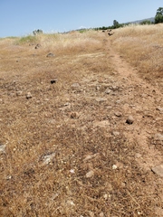 Polygonum bidwelliae