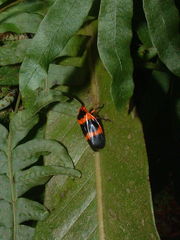 Maxantonia mylabroides