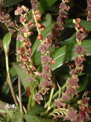 Stelis purpurascens