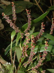 Stelis purpurascens