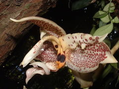 Stanhopea