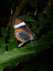 Dismorphia theucharila fortunata