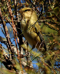 Phylloscopus ibericus