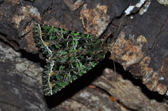 Heterochroma beryllus