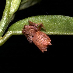 Arkys dilatatus