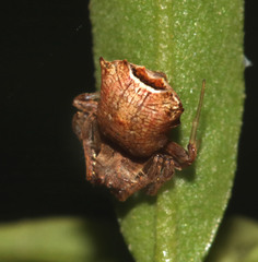Arkys dilatatus