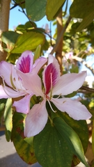 Bauhinia variegata