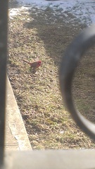 Cardinalis cardinalis