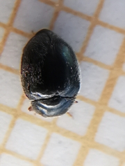 Scymnus rubromaculatus