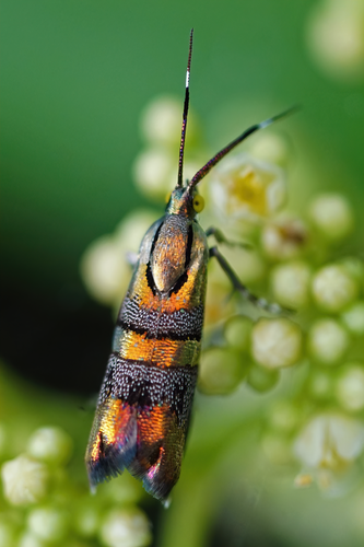 Slosson's metalmark moth photo 3