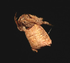 Arkys dilatatus