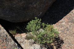 Polygala lasiosepala