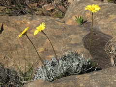 Euryops othonnoides