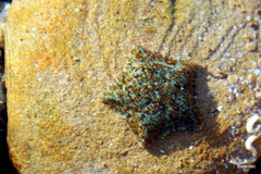 Asterinidae