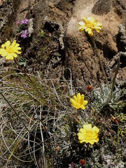 Euryops othonnoides