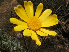 Euryops othonnoides