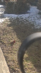 Cardinalis cardinalis