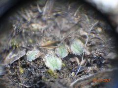 Riccia beyrichiana