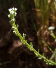 Plagiobothrys stipitatus micranthus