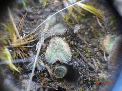Riccia beyrichiana