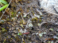Riccia beyrichiana
