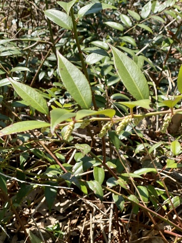 Leucothoe fontanesiana
