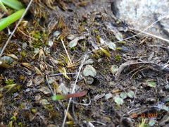 Riccia beyrichiana