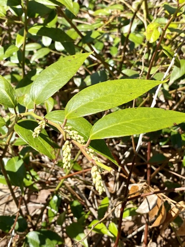 Leucothoe fontanesiana