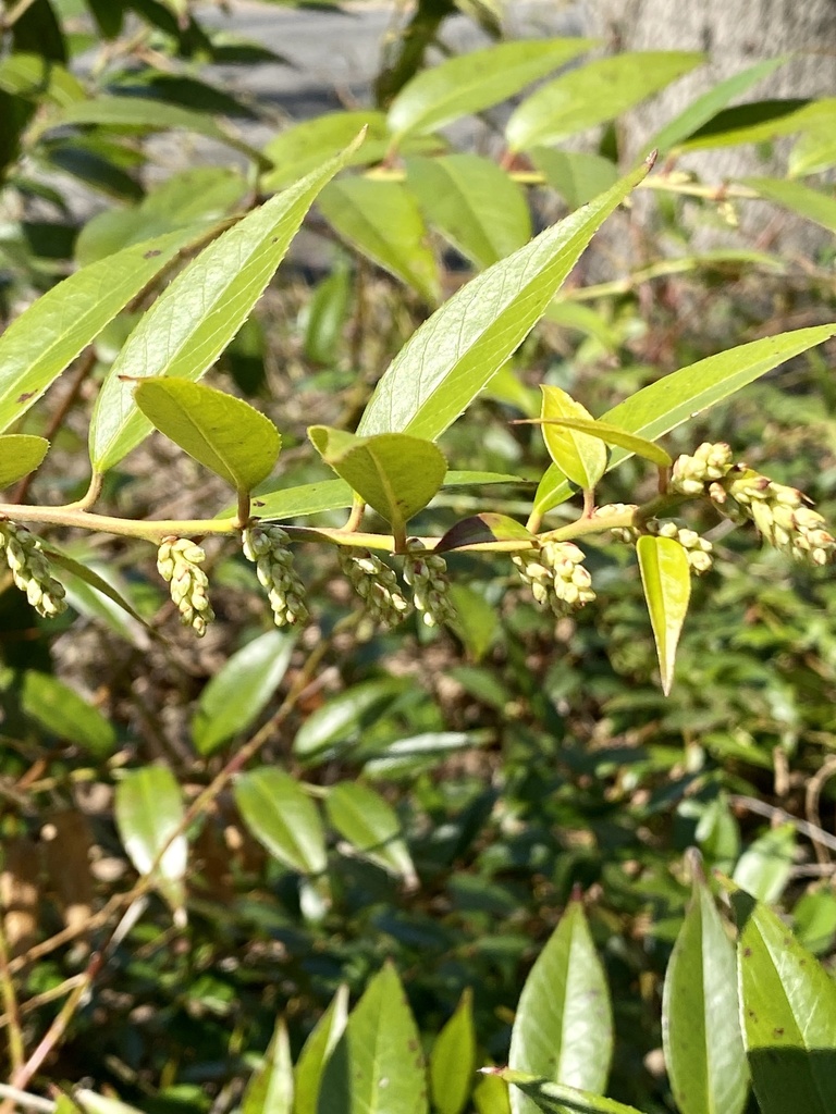 Leucothoe fontanesiana, Tenafly Nature Center, Tenafly, NJ, US