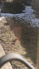 Cardinalis cardinalis