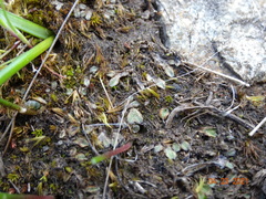 Riccia beyrichiana