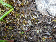 Riccia beyrichiana