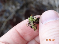 Fossombronia longiseta